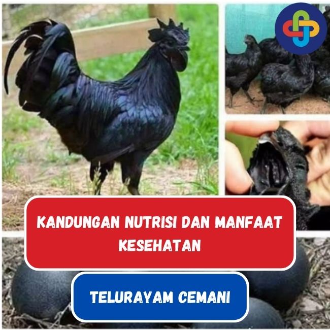 Menilik Kandungan dan Manfaat Telur Cemani